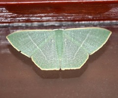 Pelagodes antiquadraria