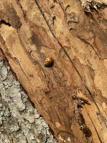 Asian Lady Beetle photographed in Delaware