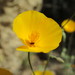 Joshua Tree Poppy - Photo (c) Stephen Hodges, some rights reserved (CC BY-NC), uploaded by Stephen Hodges