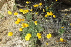 Eschscholzia androuxii