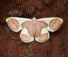 Plutodes cyclaria
