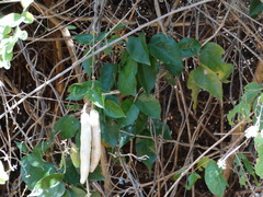 Adenocalymma inundatum