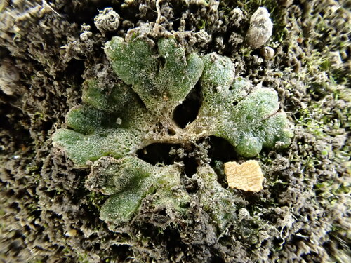 Image of Riccia frostii by (c) Chris Fluit, some rights reserved (CC BY)