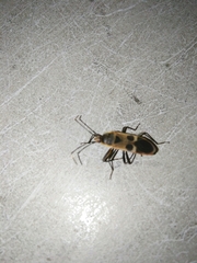 Physopelta gutta