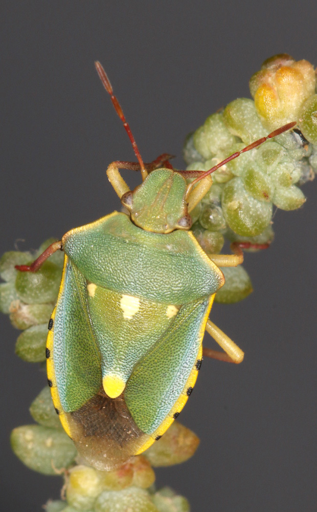 Brachynema purpureomarginatum
