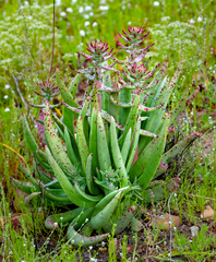 Dudleya ingens