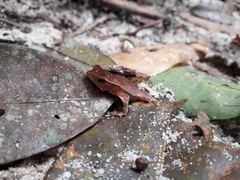 Rhinella proboscidea