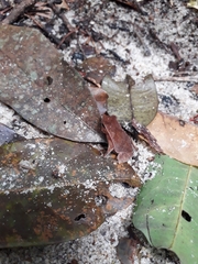 Rhinella proboscidea