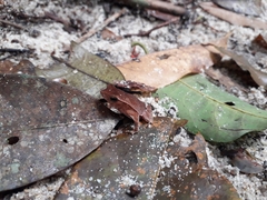 Rhinella proboscidea