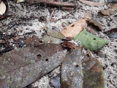 Rhinella proboscidea