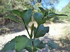 Tabernaemontana tomentosa