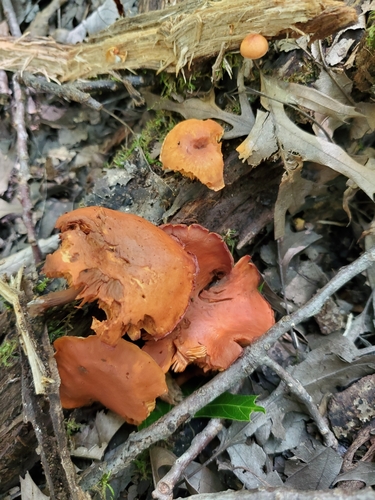 Gymnopilus (Photo 2 of 2)