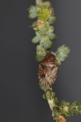 Sciocoris pallens
