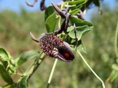 Aristolochia taliscana