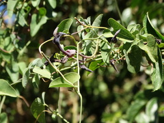 Aristolochia taliscana