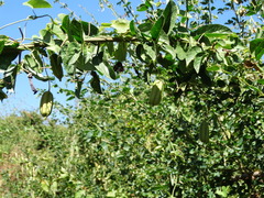 Aristolochia taliscana