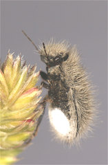 Irochrotus maculiventris