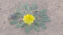 Oenothera primiveris