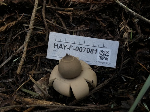 Geastrum (Photo 3 of 3)