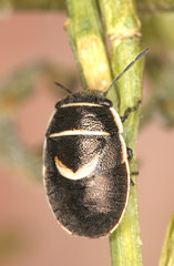 Trochiscocoris hemipterus