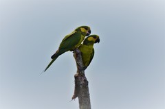 Ognorhynchus icterotis