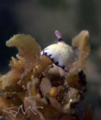 Goniobranchus aureopurpureus