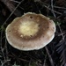 Russula sierrensis - Photo (c) Dean Lyons, some rights reserved (CC BY-NC), uploaded by Dean Lyons