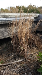 Schizachyrium littorale