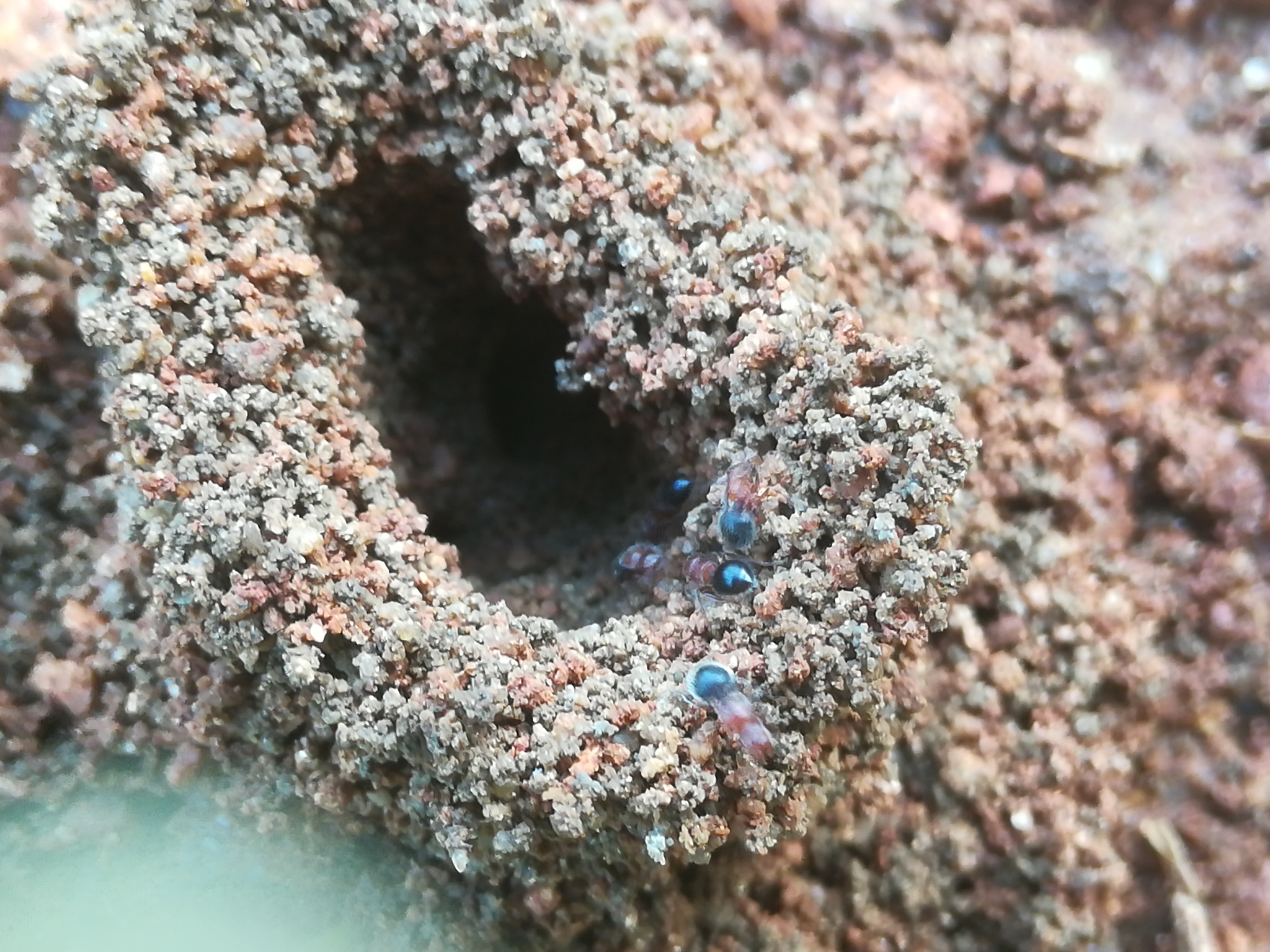 Meranoplus levis