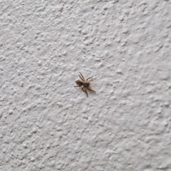 Mexigonus