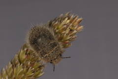 Irochrotus maculiventris
