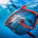 North Atlantic Opah - Photo 
Ralph Pace (NOAA Fisheries), no known copyright restrictions (public domain)