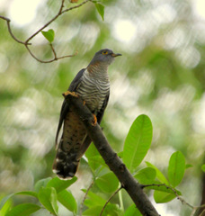 Cuculus solitarius