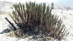 Heliotropium sinuatum