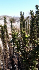 Heliotropium sinuatum