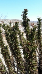 Heliotropium sinuatum