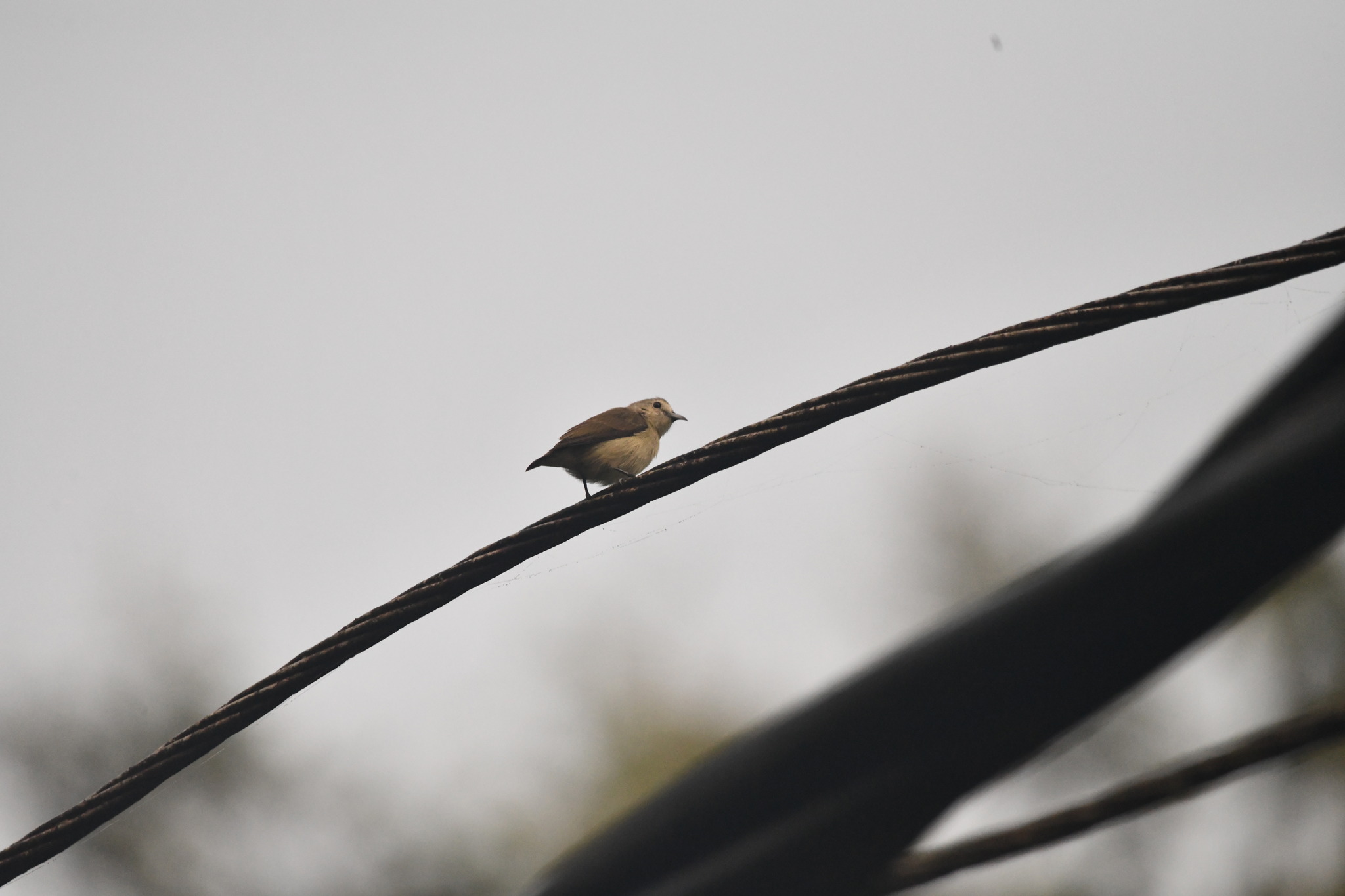 Nilgiri Flowerpecker illustration