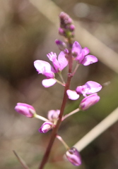 Polygala crenata