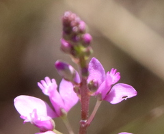 Polygala crenata