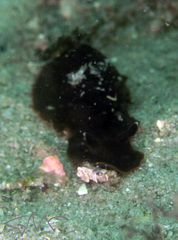 Dendrodoris