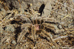 Grammostola rosea