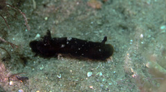 Dendrodoris