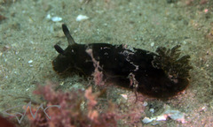 Dendrodoris