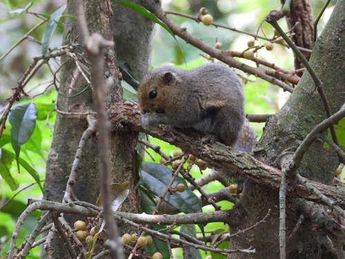 Black-striped Squirrel
