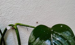 Mexigonus