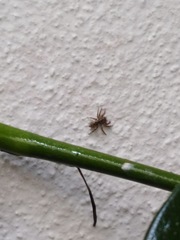 Mexigonus