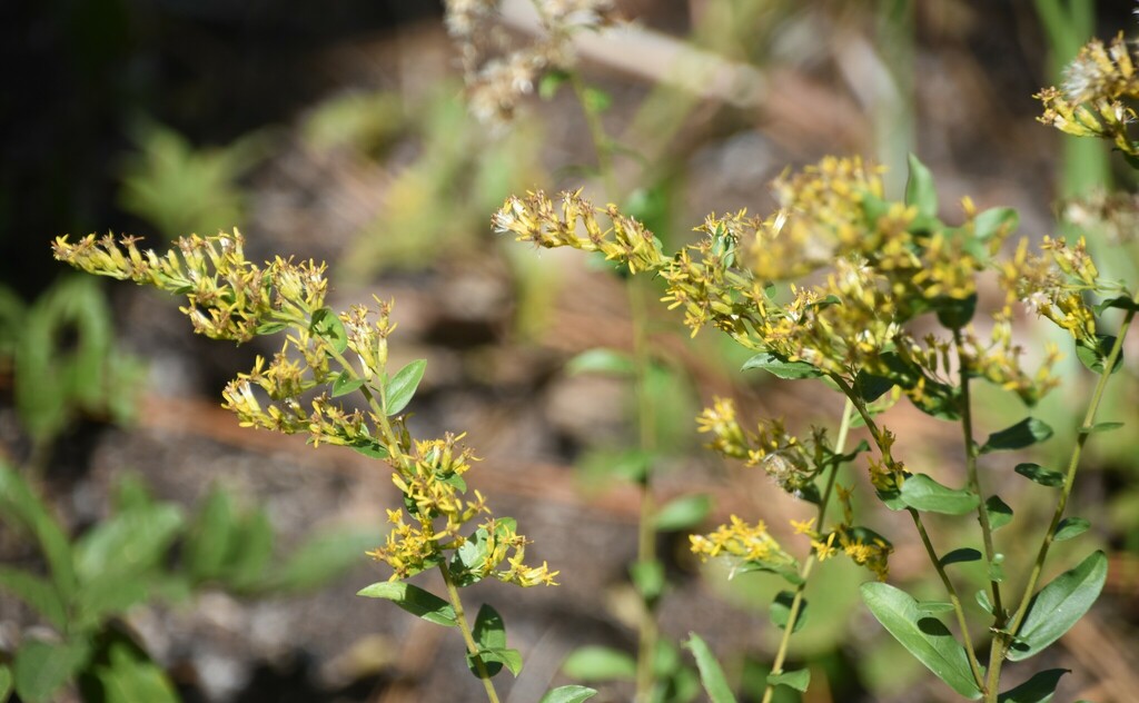 goldenrods from Polk County, FL, USA on October 26, 2023 at 1214 PM by