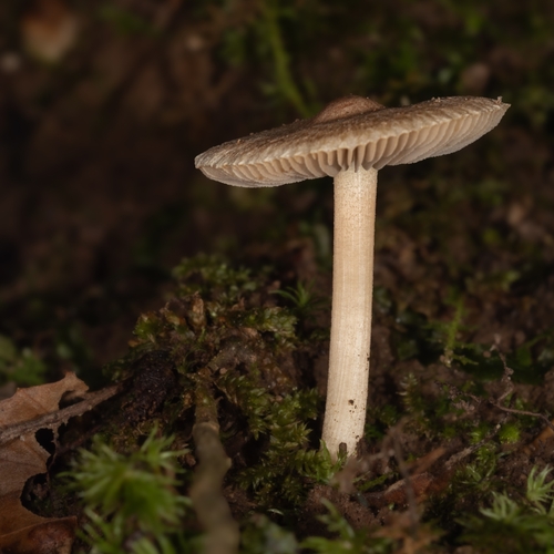 Photograph of Fiber Caps