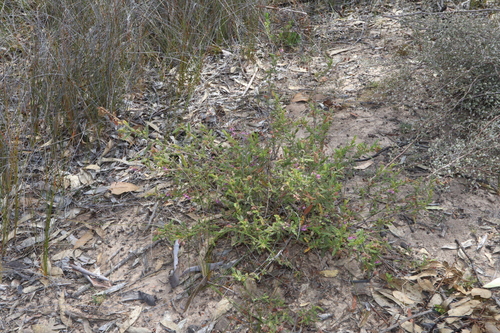 Image of Thomasia petalocalyx by (c) Thomas Mesaglio, some rights reserved (CC BY)