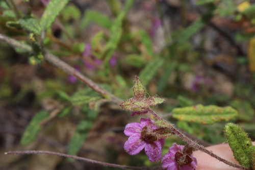 Image of Thomasia petalocalyx by (c) Thomas Mesaglio, some rights reserved (CC BY)